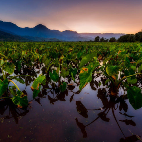 Kona Smokey Peaberry 1 lb - FREE SHIPPING