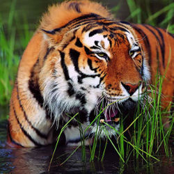 Bengal Tiger 1  lb - FREE SHIPPING